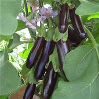 Aubergine Plant 'Long Purple'