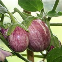 Aubergine Plant 'Pinstripe'