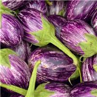 Aubergine Plant 'Listada de Gandia'
