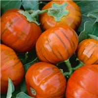 Aubergine Plant 'Turkish Orange'