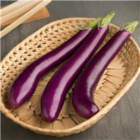 Aubergine Plant 'Italian Long Purple'