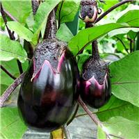 Aubergine Plant 'Italian Violette Di Firenze'