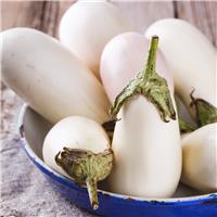 Aubergine Plant 'Italian White Casper'