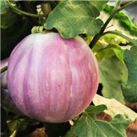 Aubergine Plant 'Rotonda Bianca Sfumata Di Rosa'