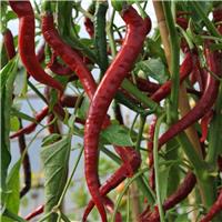 Chilli Pepper Plant 'Joe's Long Cayenne'