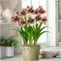 Rare & Exotic - Easy to Grow Butterfly Amaryllis Papilo Hippeastrum Bulb