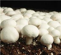 Button Mushroom Grow Kit - Produce your own Tasty Crops at Home