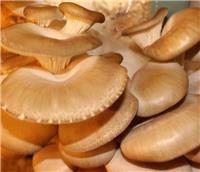 Oyster Mushroom Grow Kit - Produce your own Tasty Fungi at Home