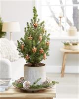 Mini Christmas Tree - Tabletop Christmas Tree - Classy Contemporary Small Real Christmas Tree