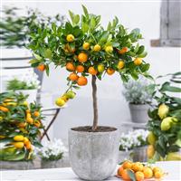 Fruiting Citrus Calamondin Orange tree