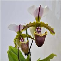 Elegant Ladies Slipper Orchid in Bloom - Paphiopedilum