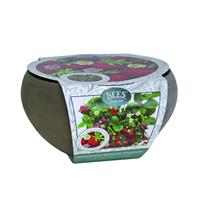 Strawberry Grow Kit - Complete Basalt Planter Growing set