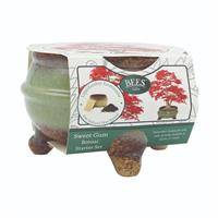 Sweet Gum Bonsai Pot with feet