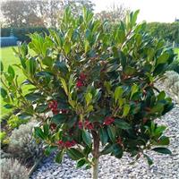 Majestic Large 140-150cm Alaska Holly Tree Standard covered in Berries - Fantastic Gift Idea!