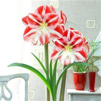 Giant Flowered Amaryllis Hippeastrum Multi-flowering CLOWN STRIPED