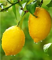 Citrus Tree - Fruiting & Flowering Lemon Tree - 80-100cms - Perfect for a G&T!