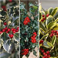 Pack of THREE Lovely Holly Plants - ALL DIFFERENT