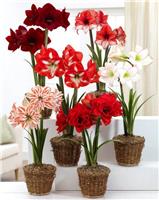 Amaryllis MEGA BAG - Pack of SIX in Assorted Bulb Varieties - Ideal Home Decor