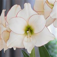 Amaryllis - PICOTEE - Hippeastrum