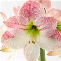 Amaryllis - APPLE BLOSSOM - Hippeastrum Bulb
