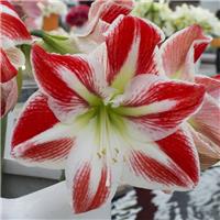 Amaryllis - SPARTACUS - Hippeastrum Bulbs