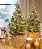 Pair of Lavender Christmas Trees