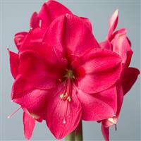 Amaryllis Hippeastrum - Hot Pink