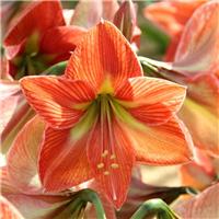 Amaryllis - TERRACOTTA - Hippeastrum Bulb