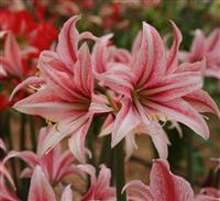 Amaryllis - SWEET LILLIAN - Hippeastrum Bulb