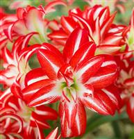 Amaryllis - Double Flowered SPLASH - Hippeastrum Bulb