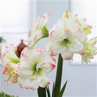 Amaryllis Amadeus Candy