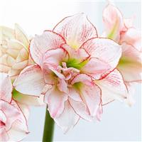 Amaryllis Striped Amadeus - Hippeastrum Bulb
