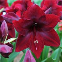 Amaryllis Red Pearl