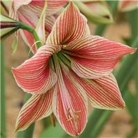 Amaryllis - Exotic Star - Hippeastrum Bulb