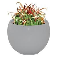 Cactus Grow Set - Devil's Tongue - Perfect Gift!