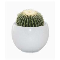 Cactus Grow Set - Golden barrel - Perfect Gift!
