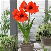 Amaryllis - Orange Queen - Hippeastrum Bulb