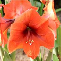 Amaryllis - Horizon - Hippeastrum Bulb