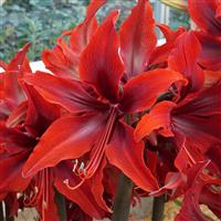 Amaryllis Red Amazone - Hippeastrum