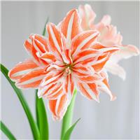 Amaryllis Dancing Queen - Double Orange & White Hippeastrum Bulb