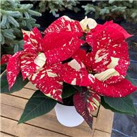 Poinsettia - 'Red Glitter' in White Pot