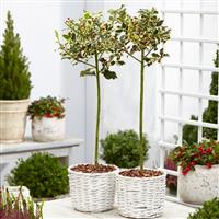 Pair of Ilex argentea marginata Variegated Holly Trees - Perfect for Patios