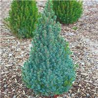 Picea glauca Sander's Blue