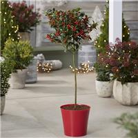 Premium Quality Festive Holly Tree Covered in Berries with RED Planter