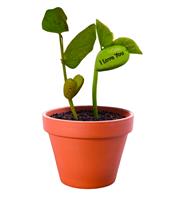 Grow Your Own Magic Message Bean - Perfect Gift!