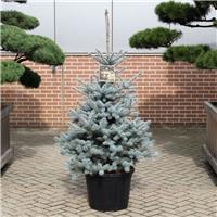 Luxury Fresh Christmas Tree (Picea pungens glauca) - Large 90-110cm BLUE SPRUCE - FOR IMMEDIATE DISPATCH