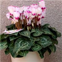 LARGE Cyclamen Victoria Plant - In Bud & Bloom
