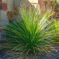 Dasylirion longissimum - Mexican Grass Tree