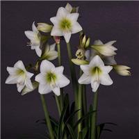 Amaryllis White Garden - Hippeastrum Bulb