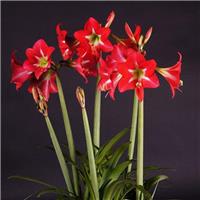 Amaryllis Striped Garden - Hippeastrum Bulb